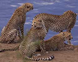 A group of cheetahs sitting by water