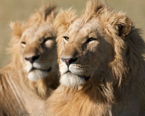 A close up of a lion with another lion the in background