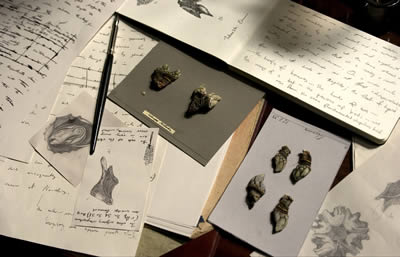 Hand-written scientific notes and sketches, along with two small sheets of specimens, crowd a desk on which a pen rests.