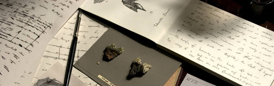 Hand-written scientific notes and sketches, along with a small sheet of specimens, crowd a desk on which a pen rests.