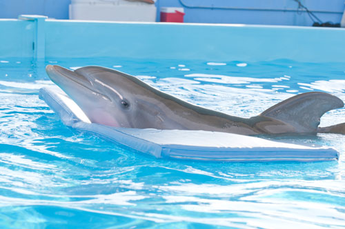 Dolphin in a pool on a sun lounger