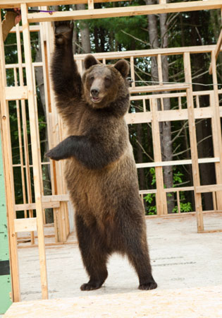 An enormous grizzly bear stands on its hind legs and reaches up to hold onto the wooden scaffolding framework of a house.