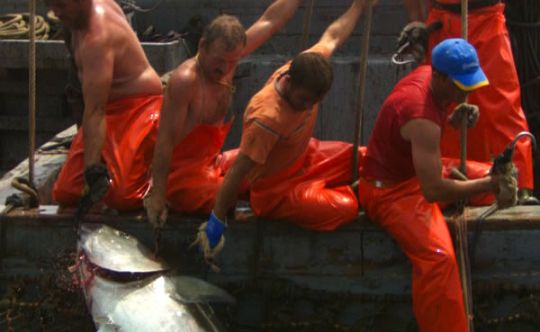Fishermen in orange overalls haul a large fish on to a boat