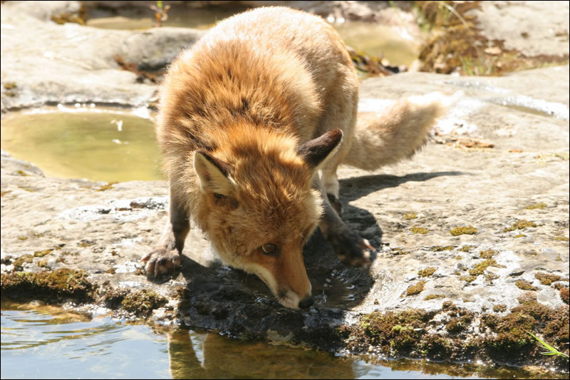 Still from the film, showing the Fox crouched near a stream