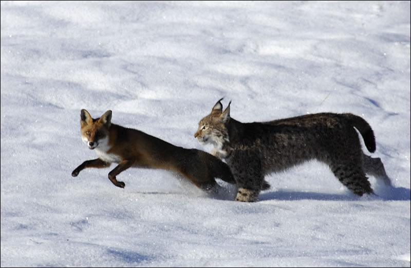 Still from the film, showing the Wildcat with the fox, in the snow