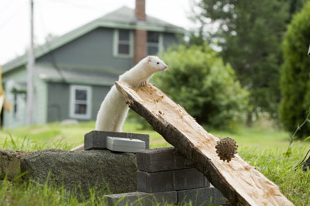 A weasel stands at the top of a hollowed-out log. A pinecone is rolling down the log. There is a house in the background.