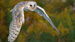 Photo of an Owl