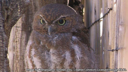 Photo of a barn Owl